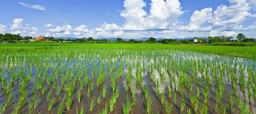 Agriculture / Irrigation